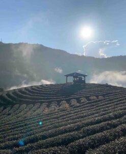 開平學苑茶葉感官品評中級_鬍鬚茶園