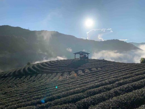 開平學苑茶葉感官品評中級_鬍鬚茶園